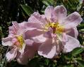 Natchez Cover rose photo