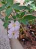 Little Rambler rose photo