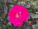 Guy Savoy rose photo