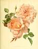 Ernest Metz rose photo