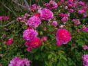 England's Rose rose photo