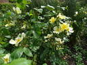 Tottering-By-Gently rose photo