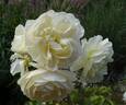 Susan Williams-Ellis rose photo