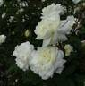Susan Williams-Ellis rose photo