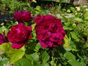 Darcey Bussell rose photo