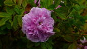 Mrs. Doreen Pike rose photo