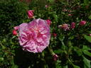 Hyde Hall rose photo