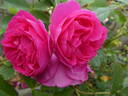 Empereur Charles IV rose photo