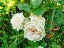 Earl of Eldon rose photo