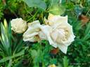 Earl of Eldon rose photo
