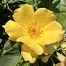 Easy Bee-zy ™ Knock Out ® rose photo