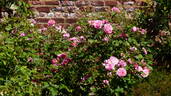 Hyde Hall rose photo
