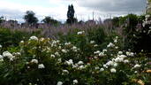 Susan Williams-Ellis rose photo