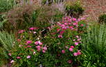 England's Rose rose photo