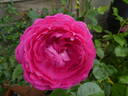 Anuschka rose photo