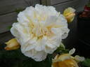 Miss Fine rose photo
