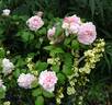 Eglantyne rose photo