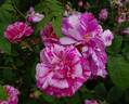 Rosa Mundi rose photo