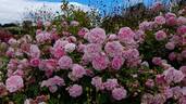 Harlow Carr ™ rose photo