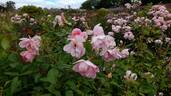 The Lady's Blush rose photo