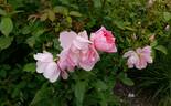 The Lady's Blush rose photo