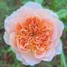 Brazos Belle rose photo
