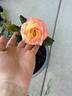 Chihuly ® rose photo