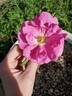 Bella Nitida rose photo