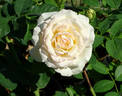 White Eden ™ rose photo
