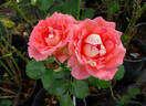 Waiheke rose photo