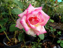 Vibrant Vonnie rose photo