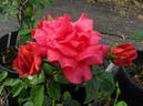 Terracotta ® rose photo