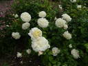 Susan Williams-Ellis rose photo