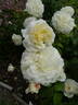 Susan Williams-Ellis rose photo