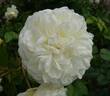 Susan Williams-Ellis rose photo