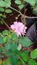 Amaravathi Nymph™ rose photo