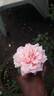 Amaravathi Nymph™ rose photo