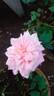 Amaravathi Nymph™ rose photo