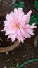 Amaravathi Nymph™ rose photo