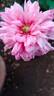 Amaravathi Nymph™ rose photo