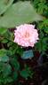 Amaravathi Nymph™ rose photo