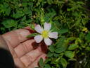 Puzzlement rose photo