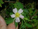 Puzzlement rose photo