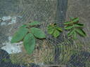 Puzzlement rose photo