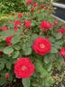 George Vancouver rose photo