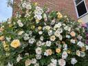 Above and Beyond rose photo