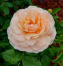 Clotilde de Sorolla rose photo