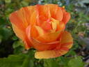 Lollipop rose photo