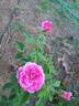Miranda Lambert ™ rose photo