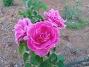 Miranda Lambert ™ rose photo